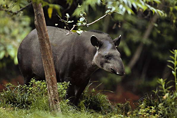 Бразильский тапир (Tapirus terrestris).
